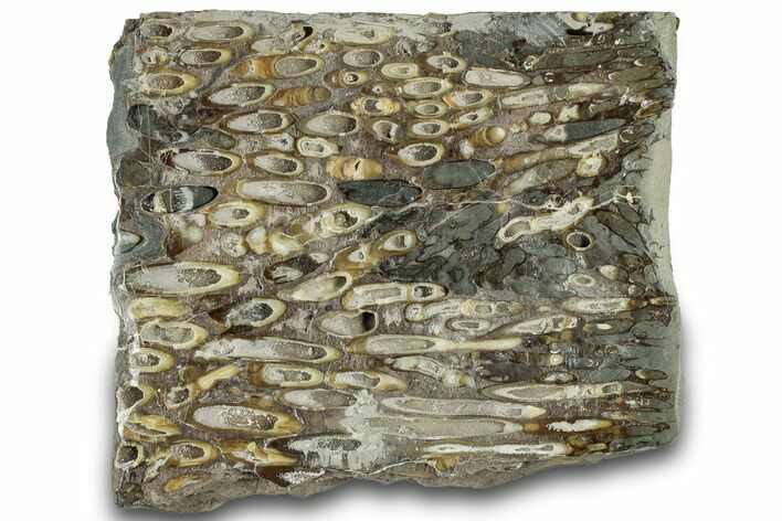 Polished Fossil Teredo (Shipworm Bored) Wood - England #314515